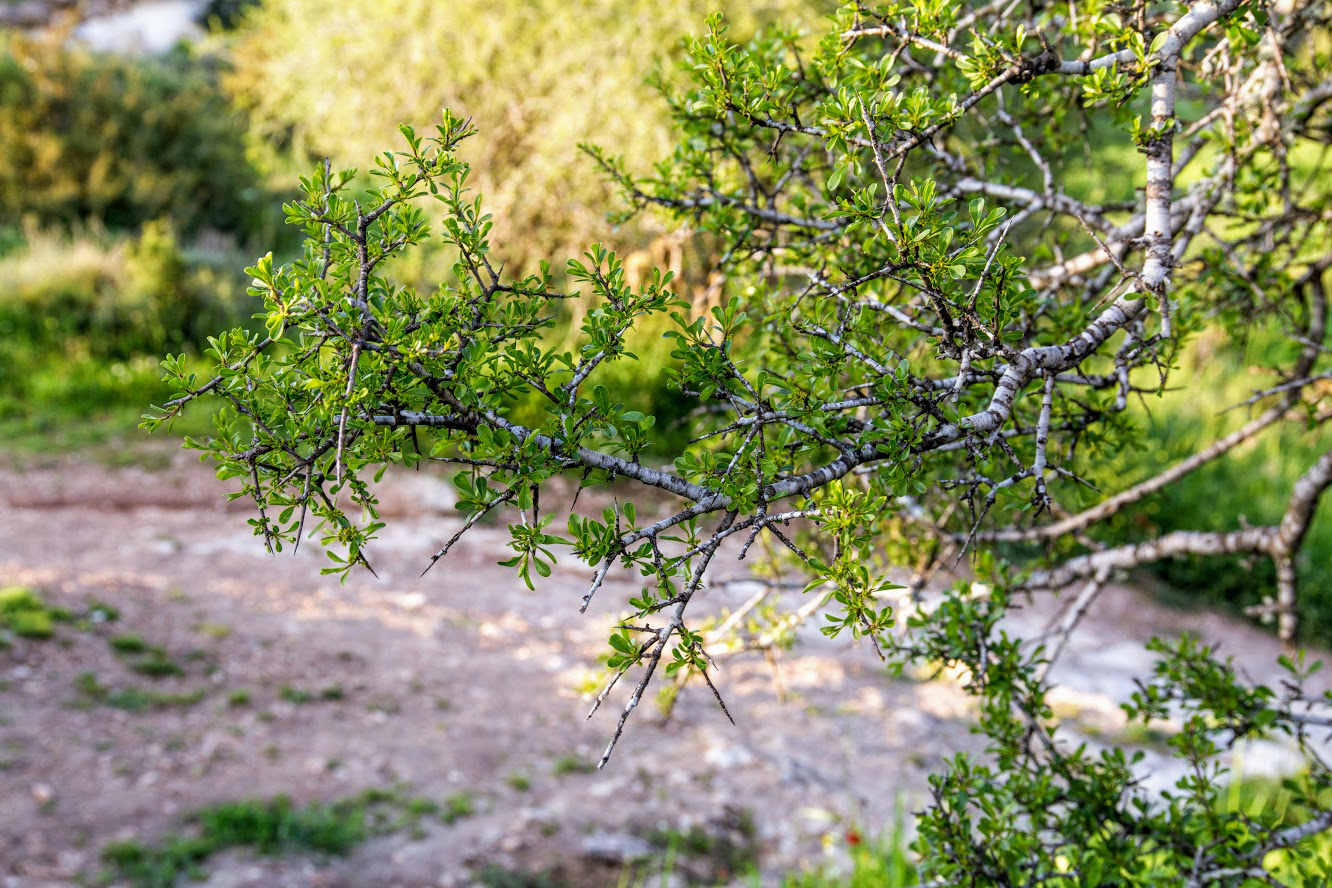 Изображение особи Rhamnus lycioides.