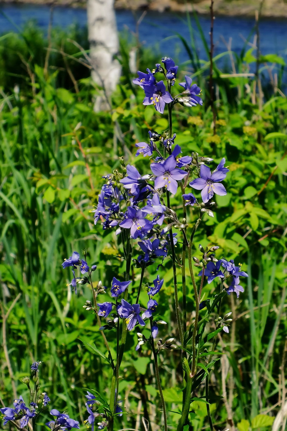 Image of Polemonium chinense specimen.