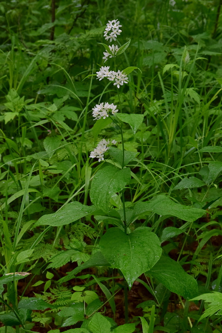 Изображение особи Vincetoxicum ascyrifolium.