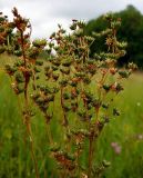 Filipendula vulgaris