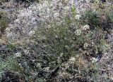 Pimpinella tragium. Цветущее растение. Волгоградская обл., Иловлинский р-н, природный парк \"Донской\"; правобережье р. Дон, меловая гора. 22.06.2019.