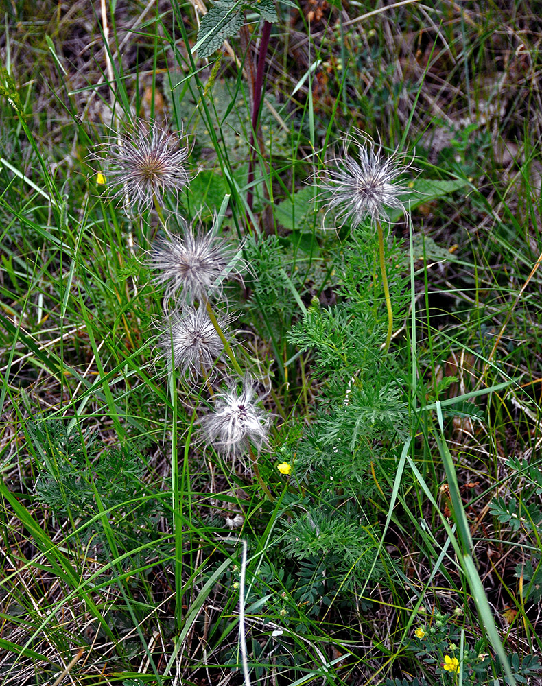 Изображение особи Pulsatilla turczaninovii.