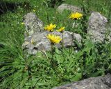 род Taraxacum