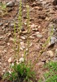 Artemisia commutata