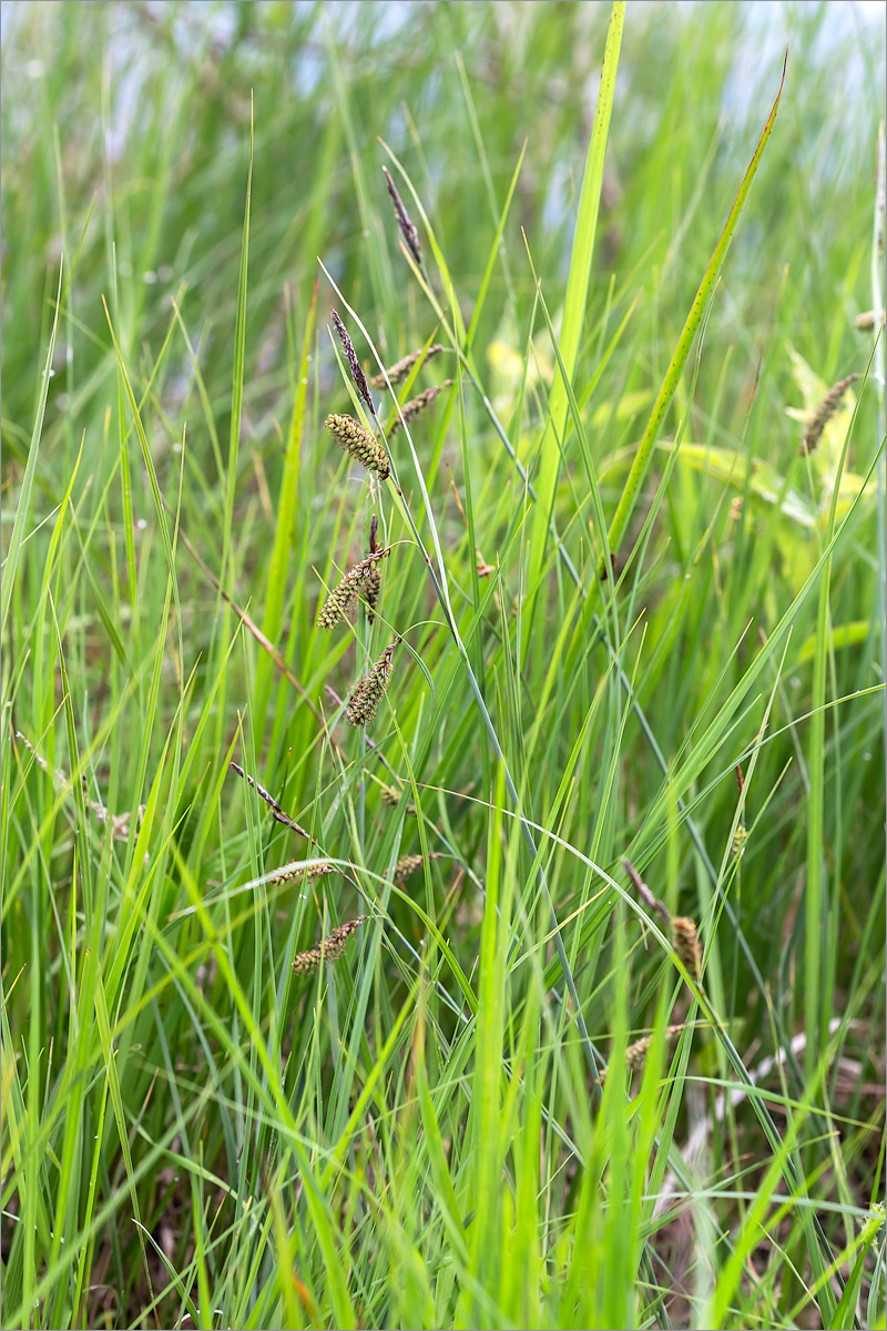 Image of Carex flacca specimen.