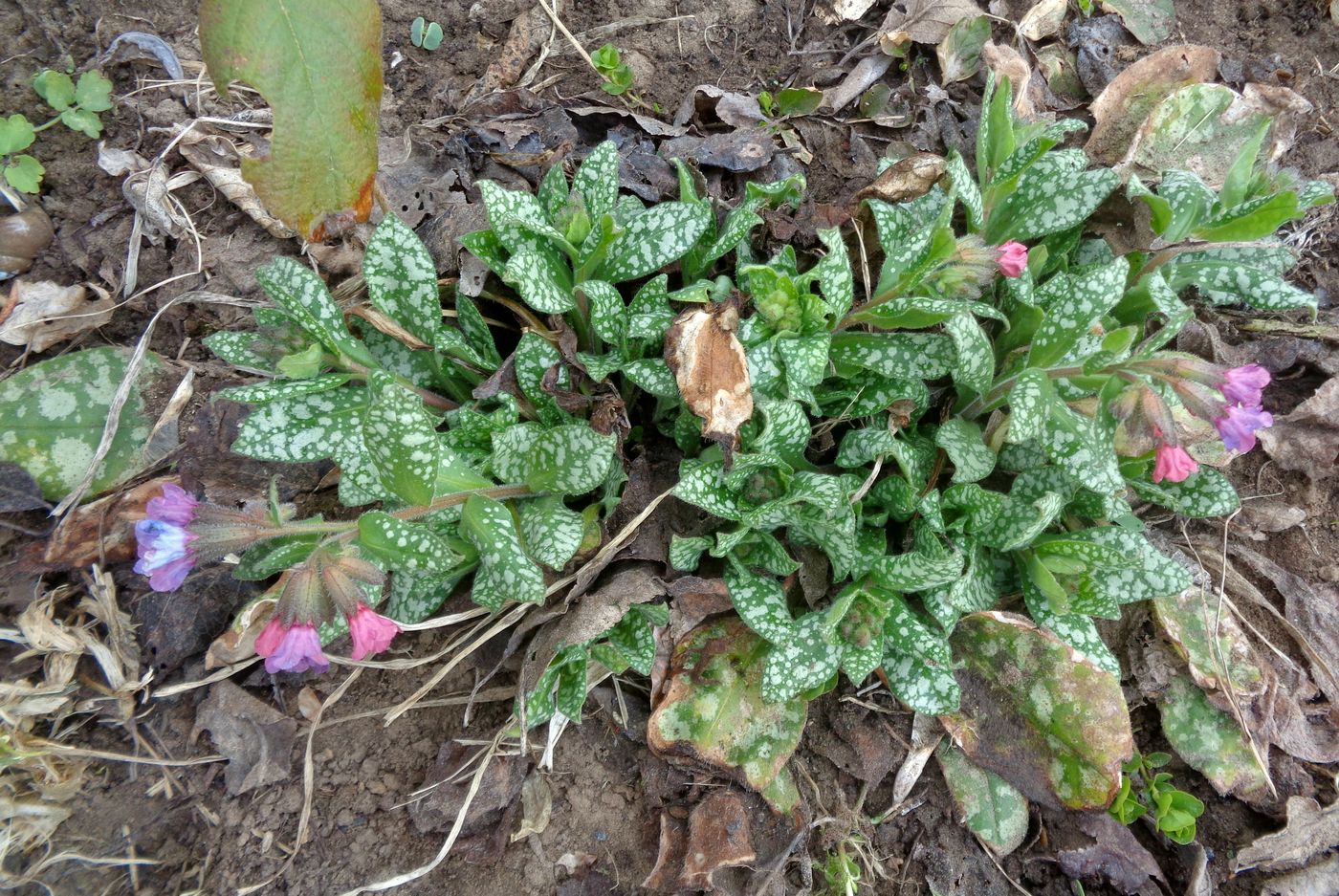 Изображение особи Pulmonaria officinalis.