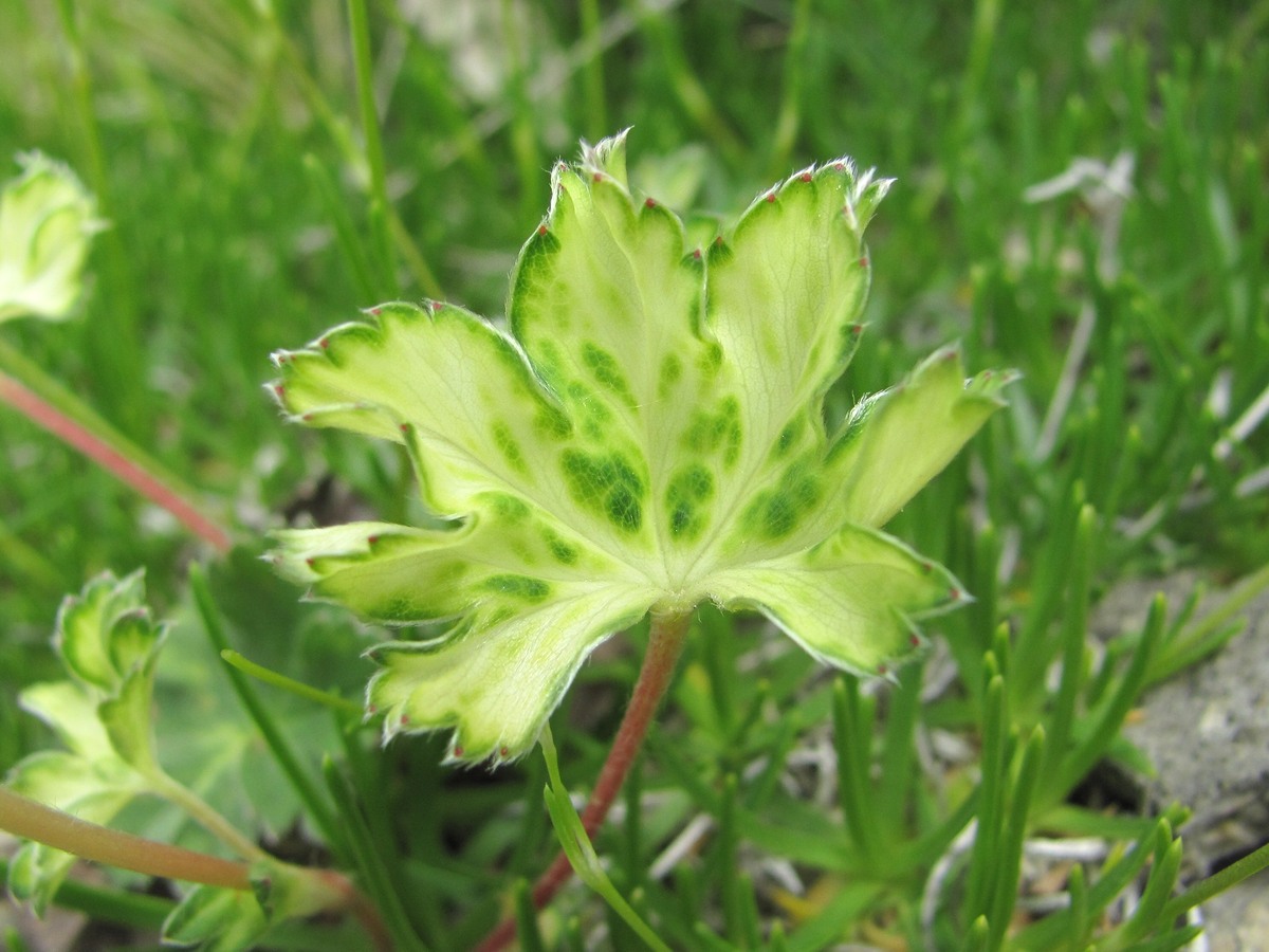 Изображение особи род Alchemilla.