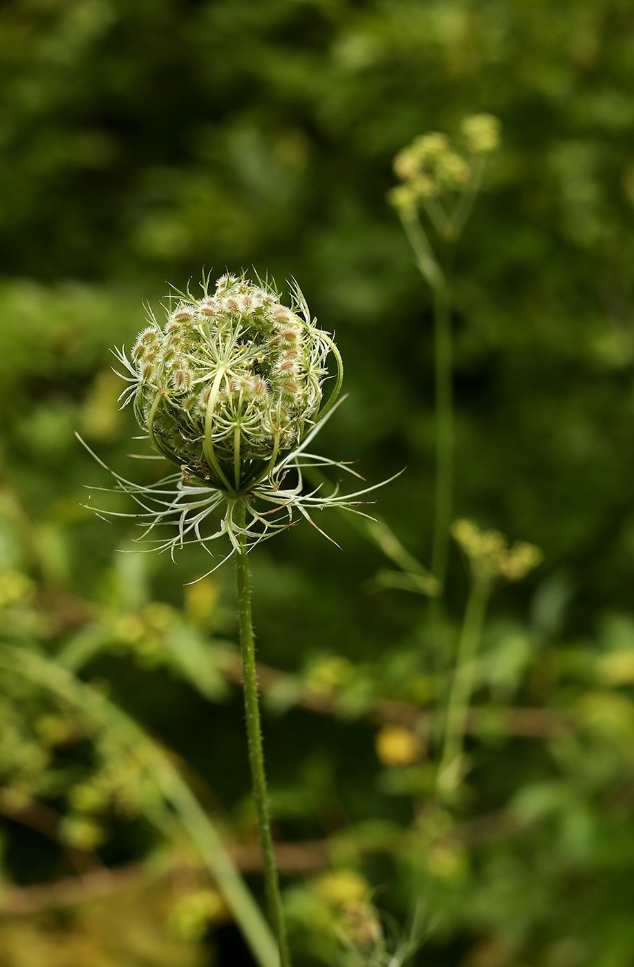 Изображение особи Daucus carota.