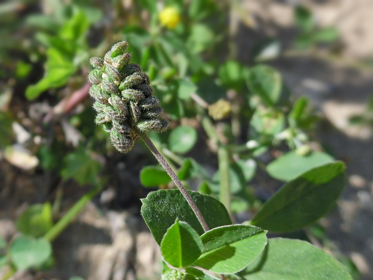 Image of Medicago lupulina specimen.