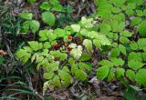 Actaea erythrocarpa