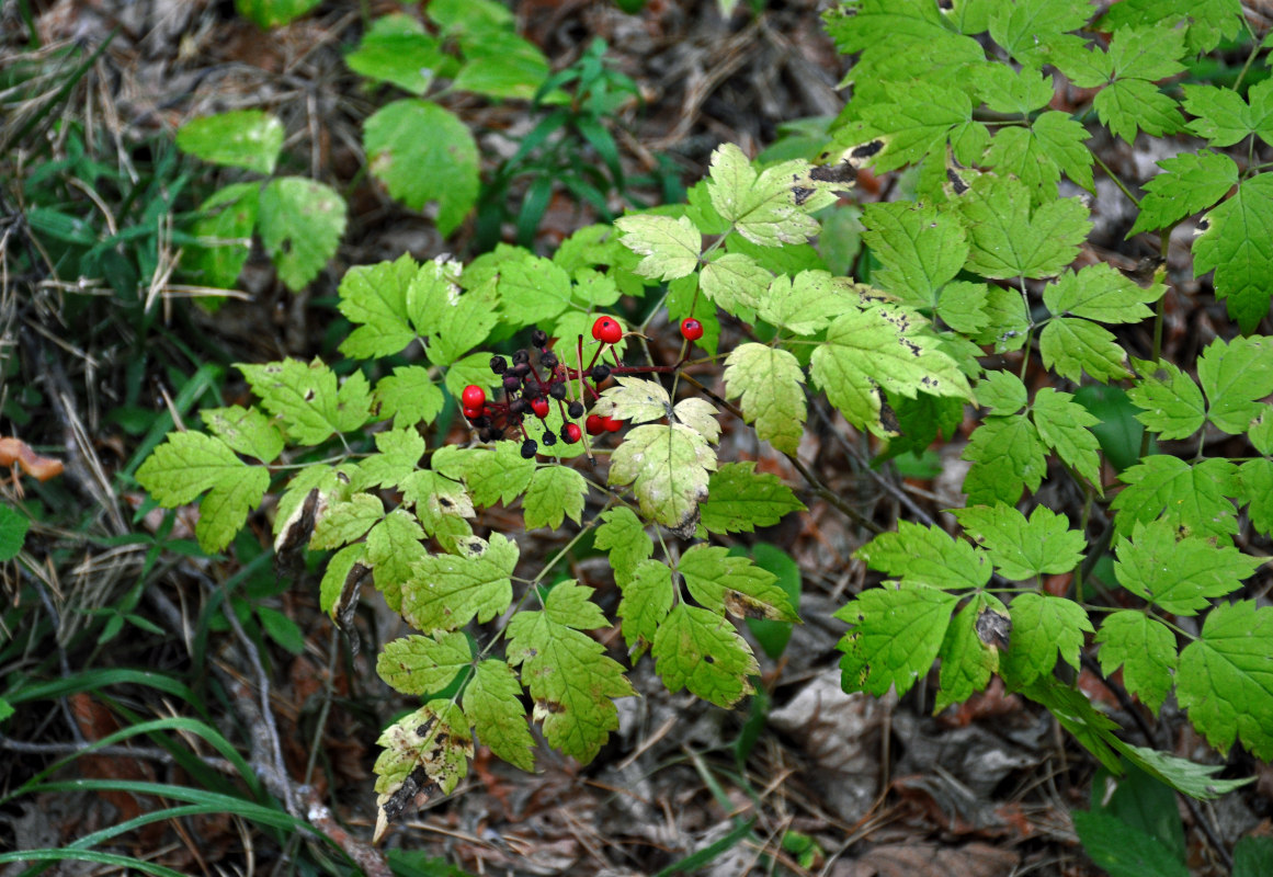 Изображение особи Actaea erythrocarpa.