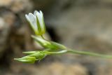 Minuartia buschiana. Верхушка побега с цветком и бутонами. Краснодарский край, Мостовский р-н, с.-в. склон горы Малый Тхач, скальная стена. 11.06.2019.