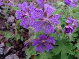 Geranium renardii