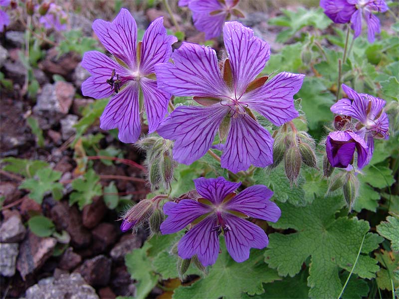 Изображение особи Geranium renardii.