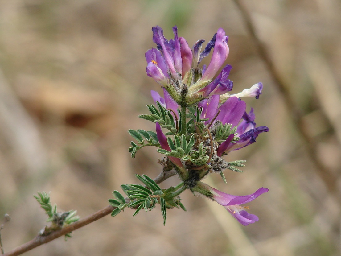 Изображение особи Astragalus suffruticosus.