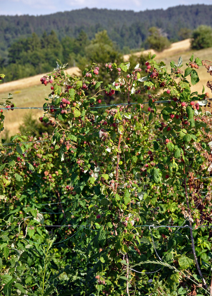 Image of Rubus idaeus specimen.