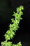 Cimicifuga dahurica