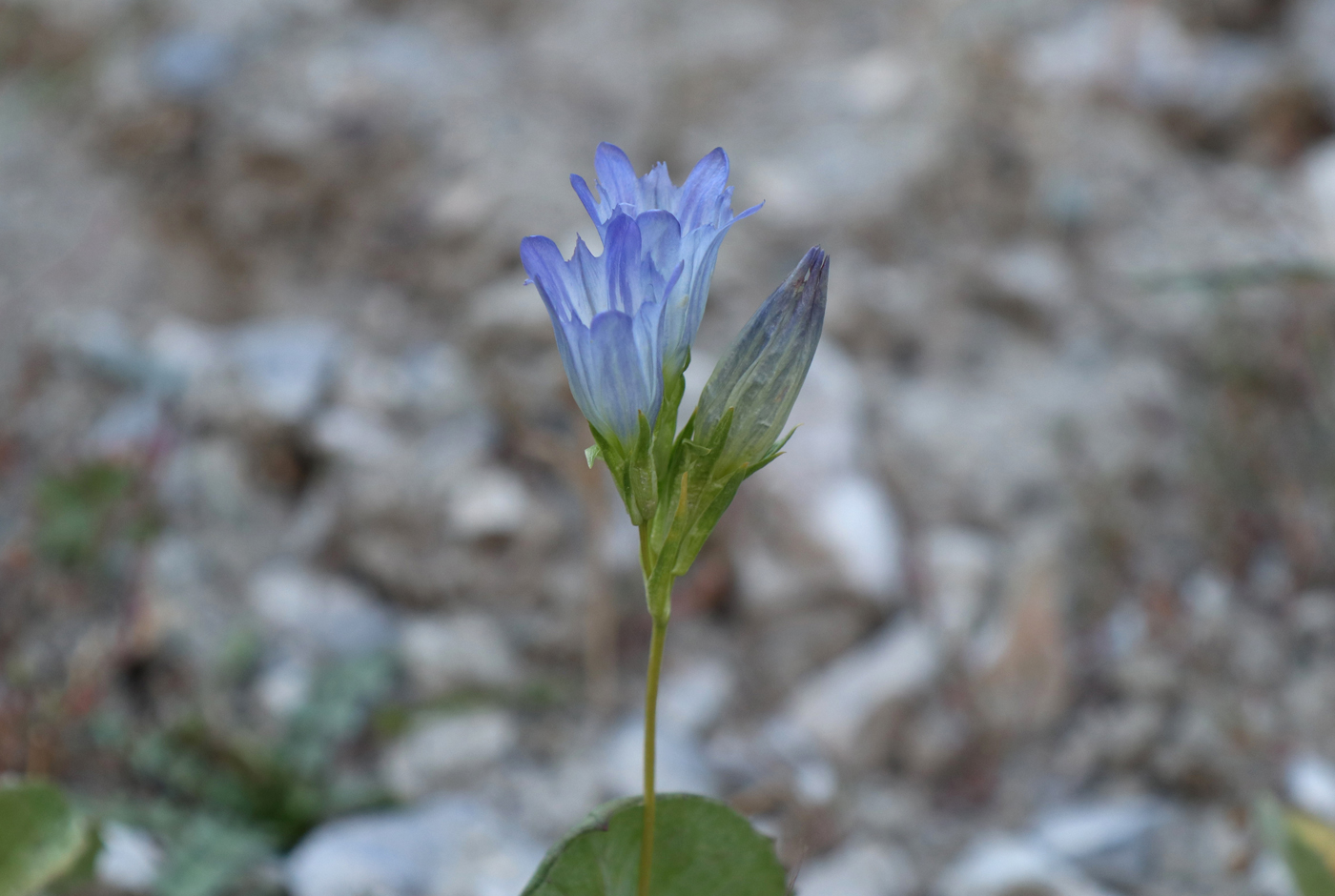 Image of Gentiana olivieri specimen.