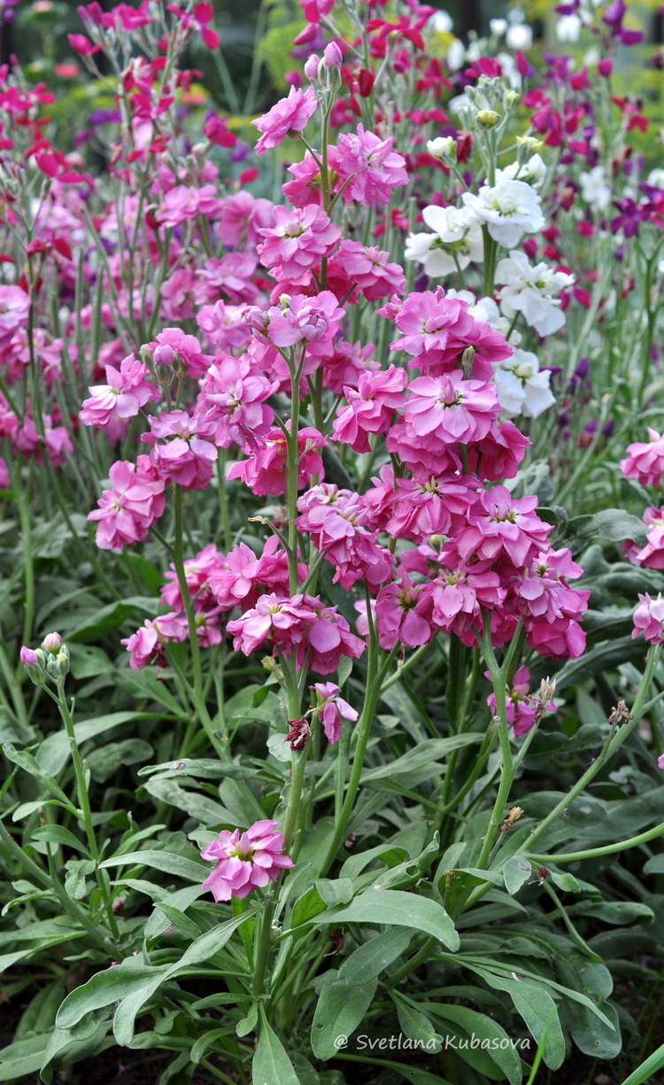 Изображение особи Matthiola incana.