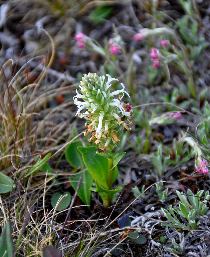 Изображение особи Lagotis integrifolia.