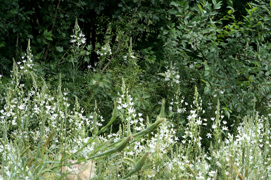 Изображение особи Ornithogalum ponticum.