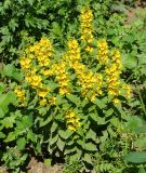 Lysimachia punctata