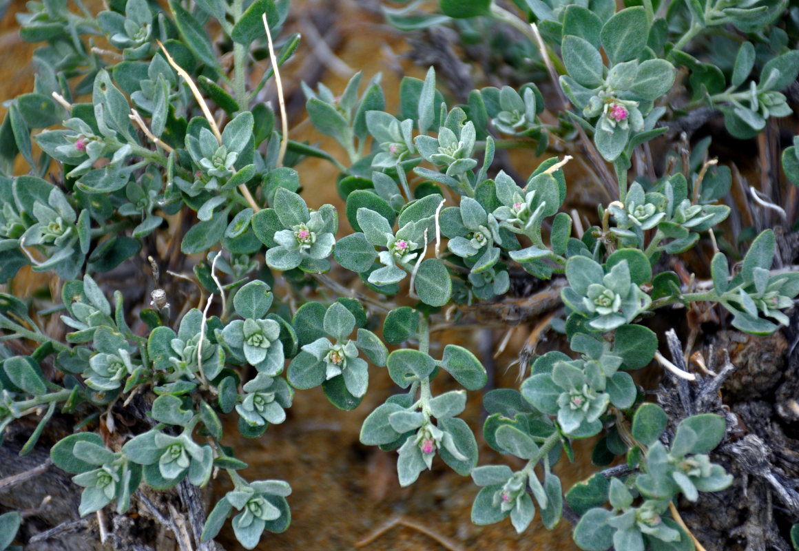 Image of Chenopodium frutescens specimen.