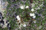 Claytonia joanneana