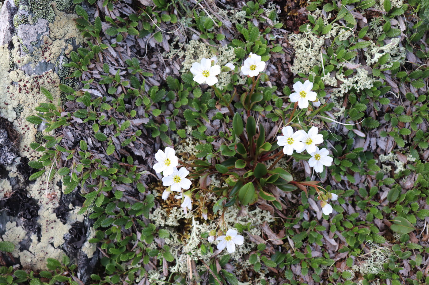 Изображение особи Claytonia joanneana.