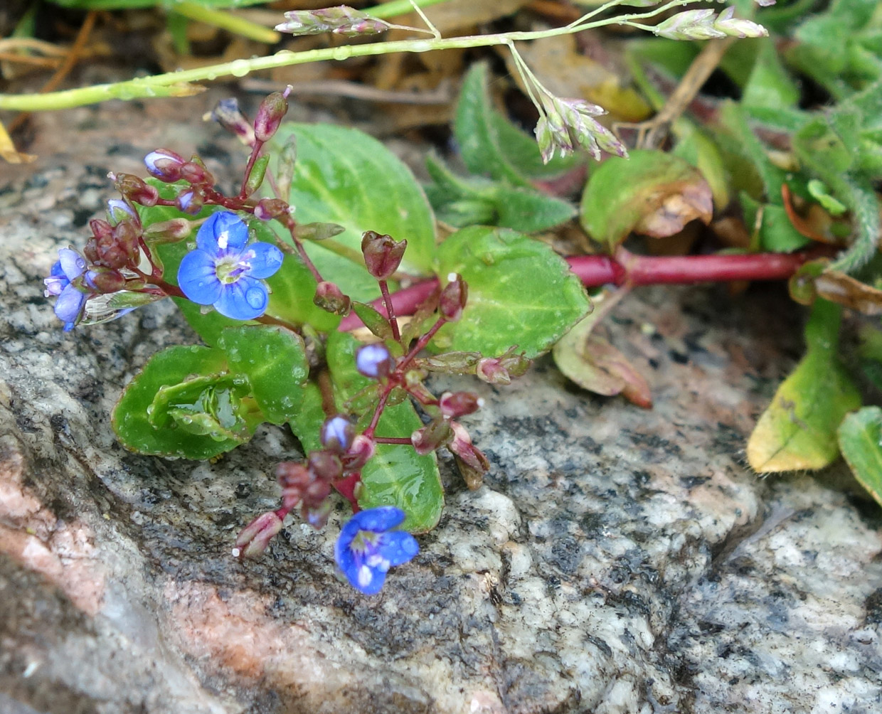 Image of Veronica beccabunga ssp. muscosa specimen.