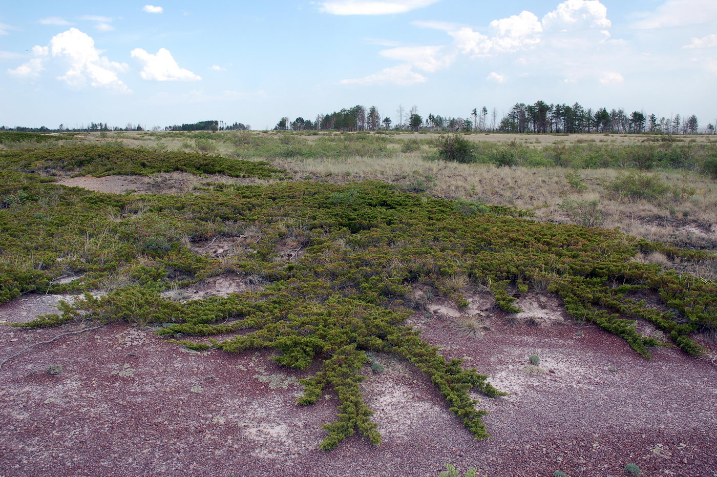 Image of Juniperus sabina specimen.