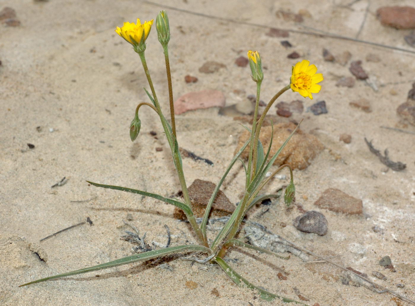 Image of Scorzonera sericeolanata specimen.