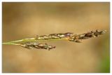 Eragrostis amurensis