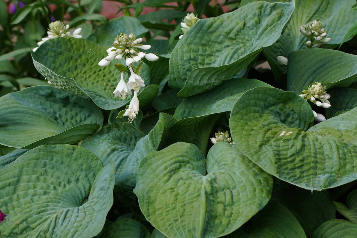 Изображение особи Hosta sieboldiana.