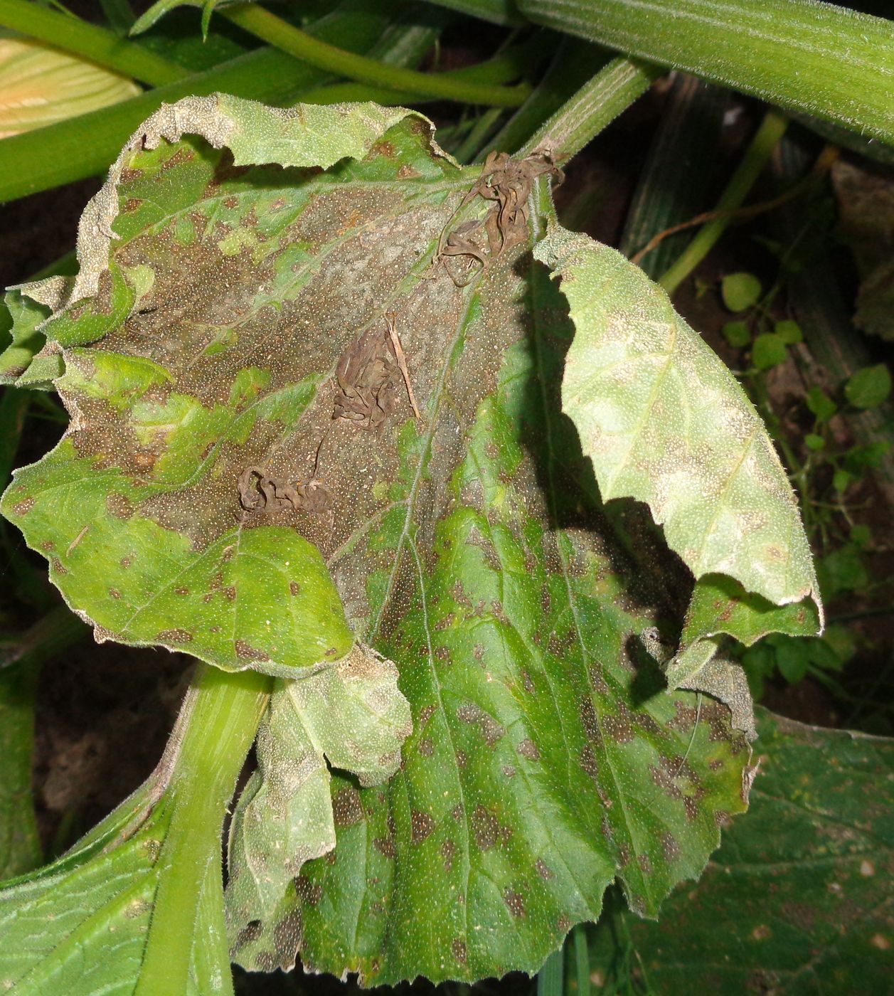Image of Cucurbita pepo specimen.