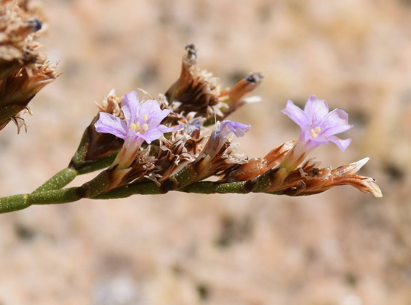 Изображение особи род Limonium.