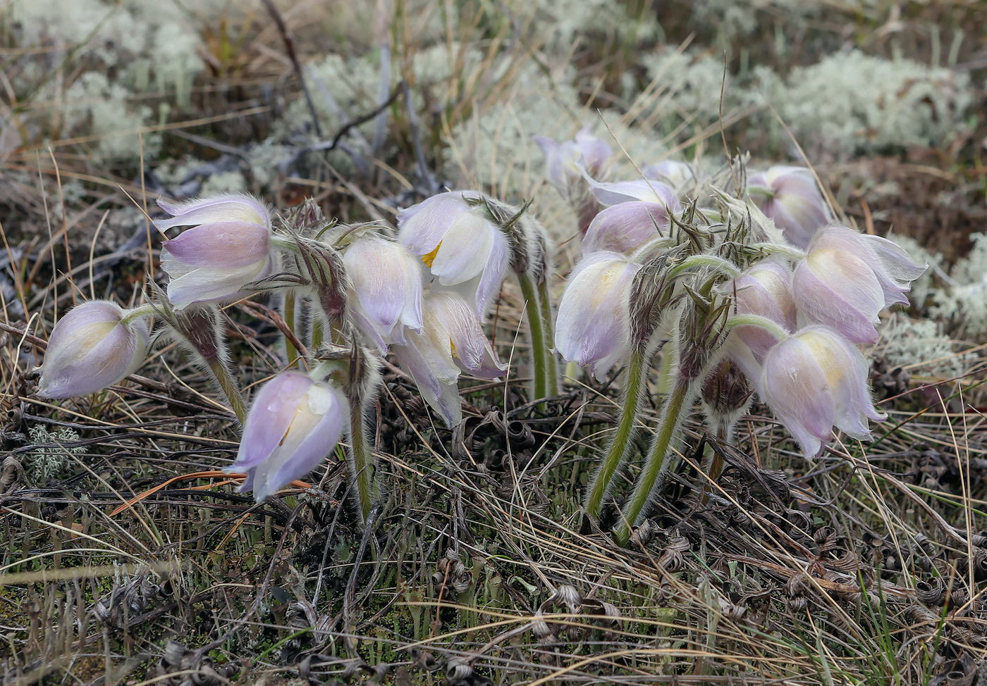 Изображение особи Pulsatilla patens.