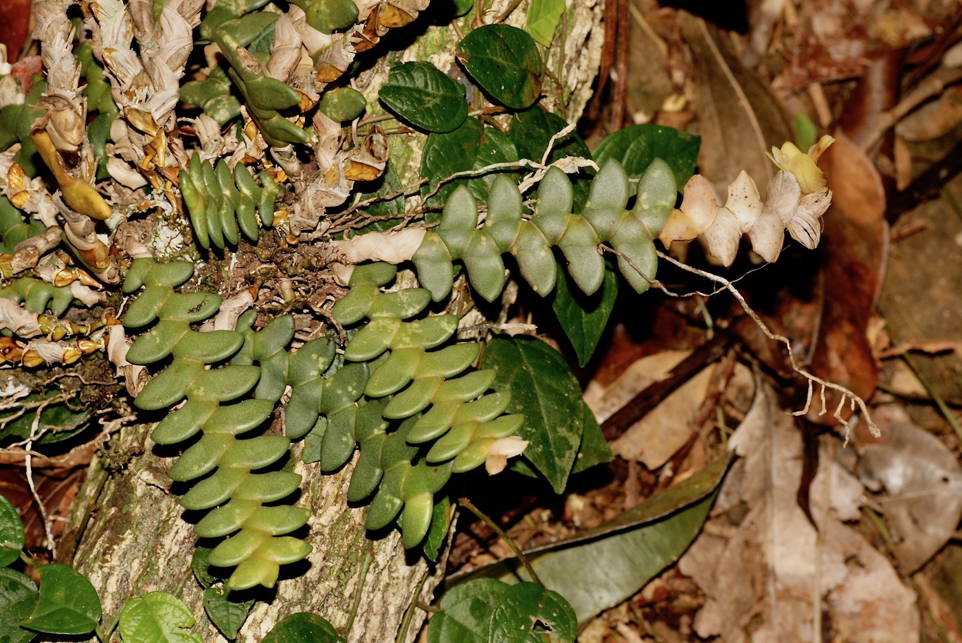 Image of Dendrobium leonis specimen.