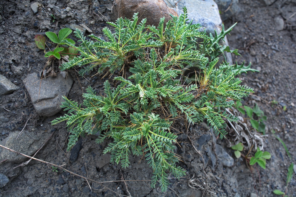 Image of genus Astracantha specimen.