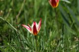 Tulipa berkariensis