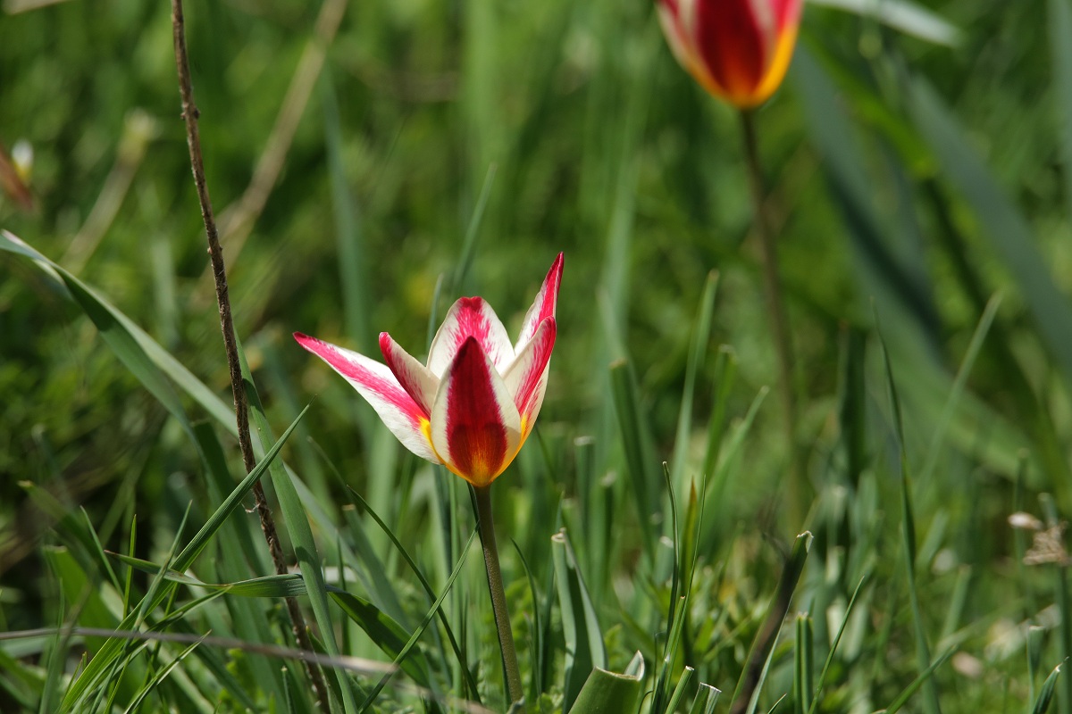 Изображение особи Tulipa berkariensis.