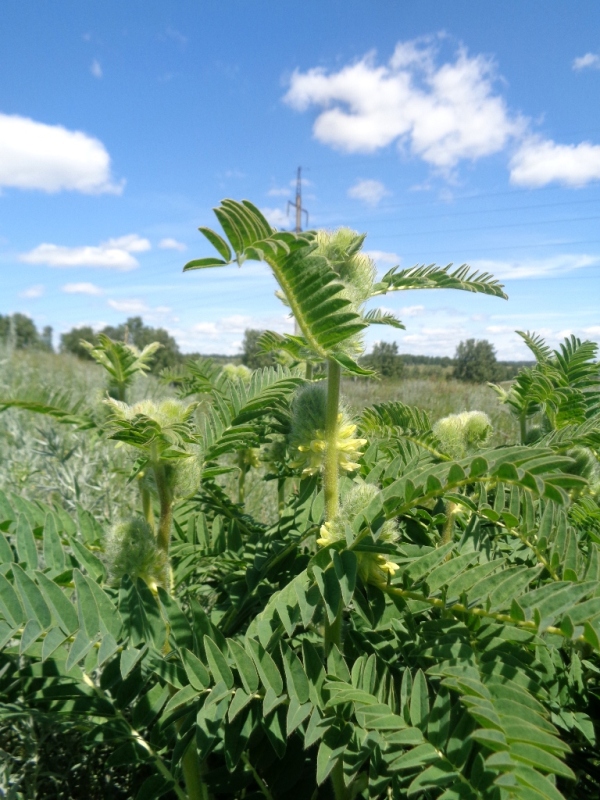 Изображение особи Astragalus alopecurus.