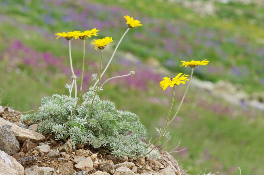 Image of Anthemis marschalliana ssp. pectinata specimen.