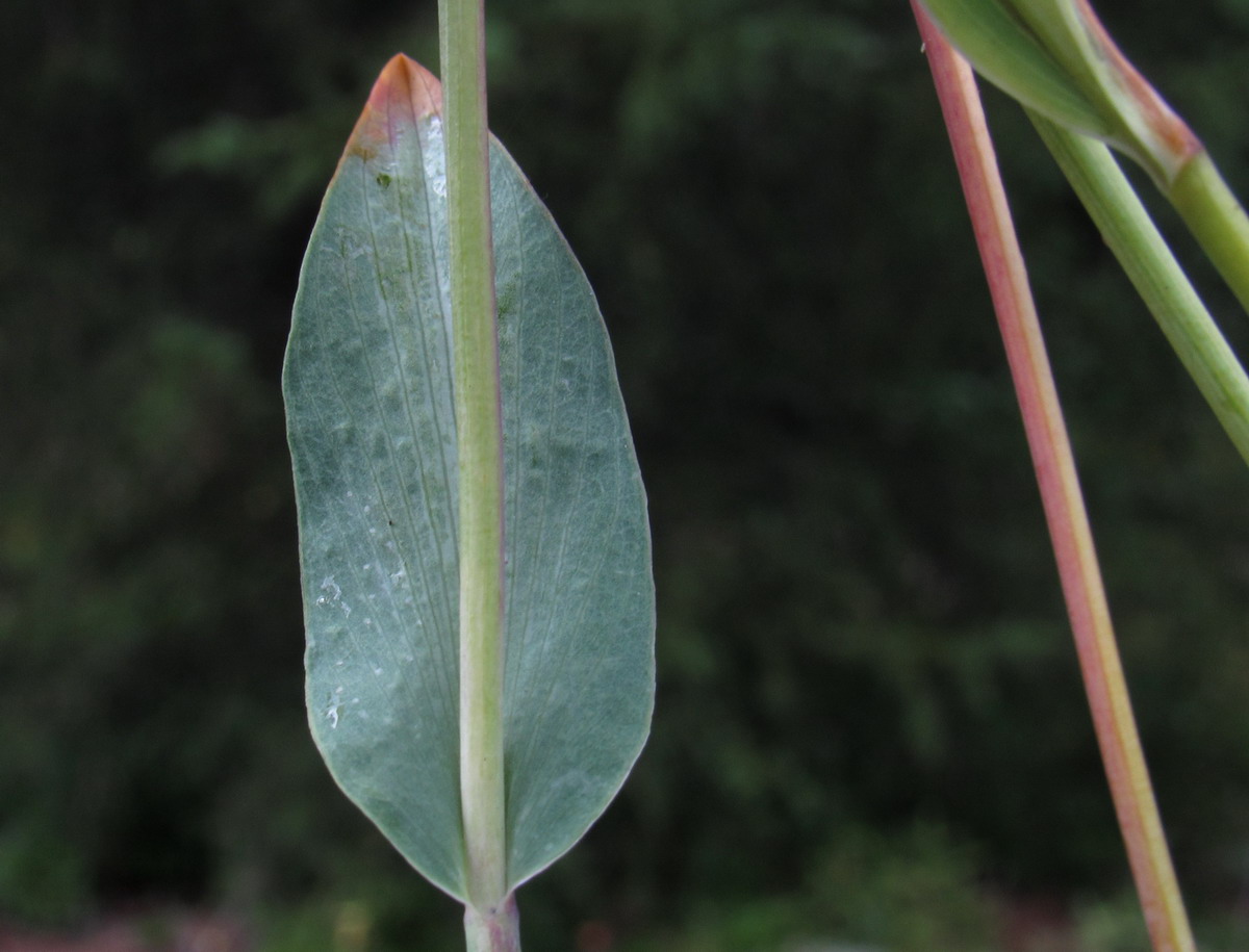 Image of Bupleurum tuschkanczik specimen.