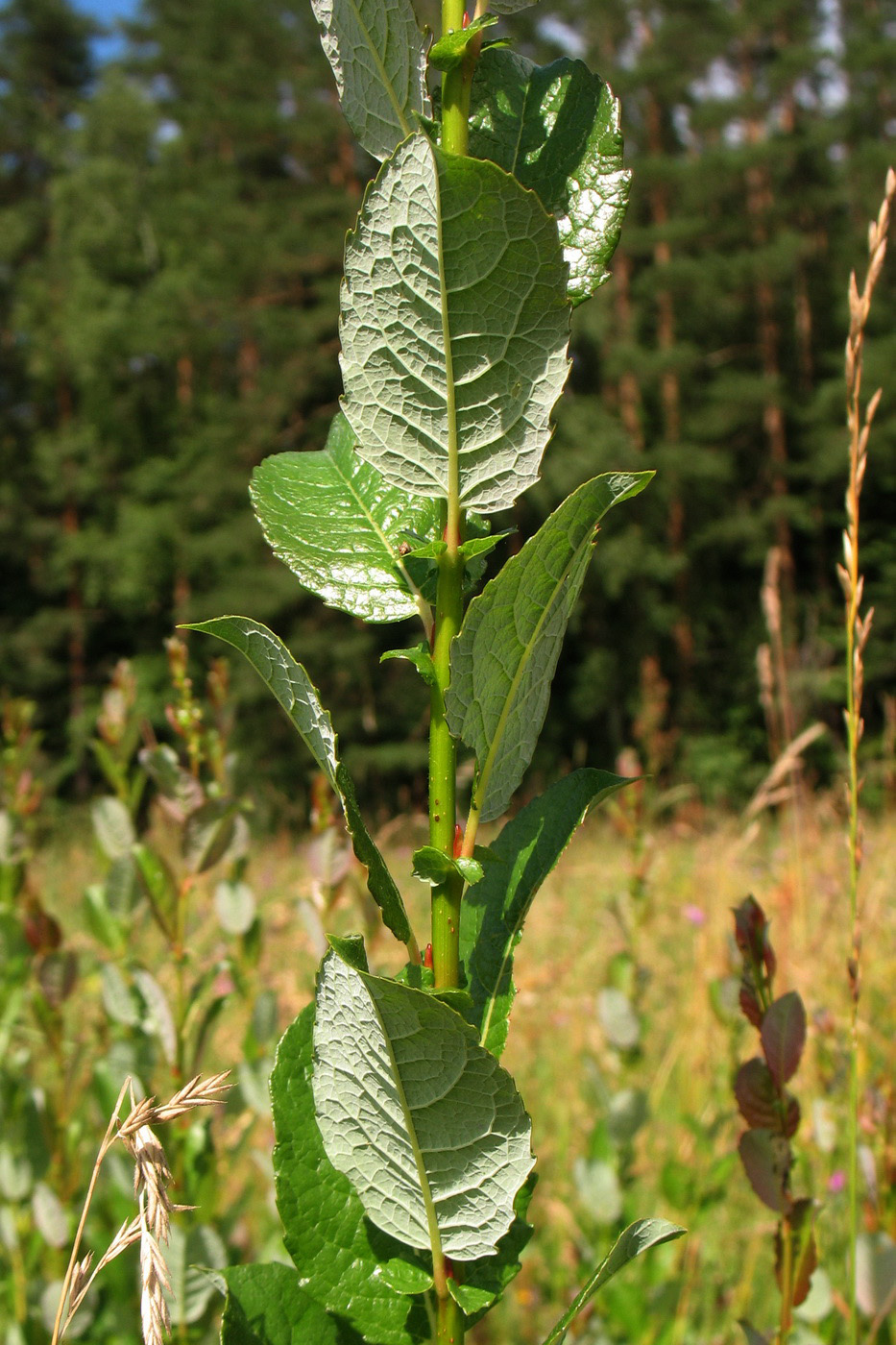 Изображение особи Salix starkeana.