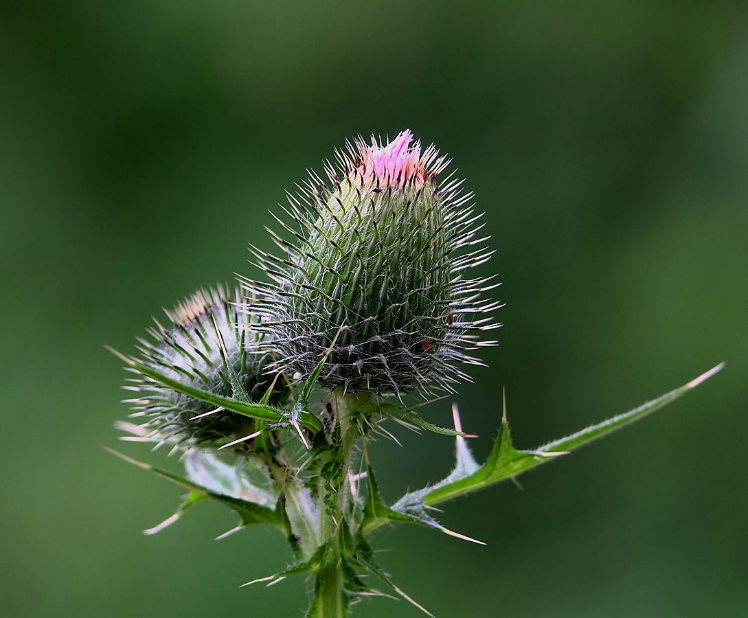 Изображение особи Cirsium vulgare.