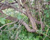 genus Crataegus