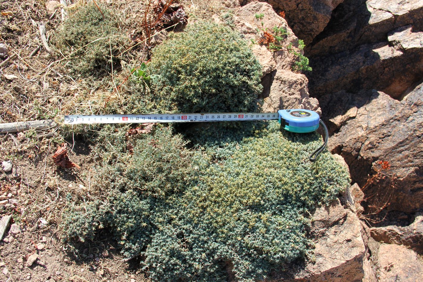 Image of Nanophyton botschantzevii specimen.
