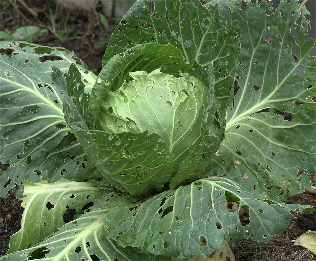 Изображение особи Brassica oleracea var. capitata.