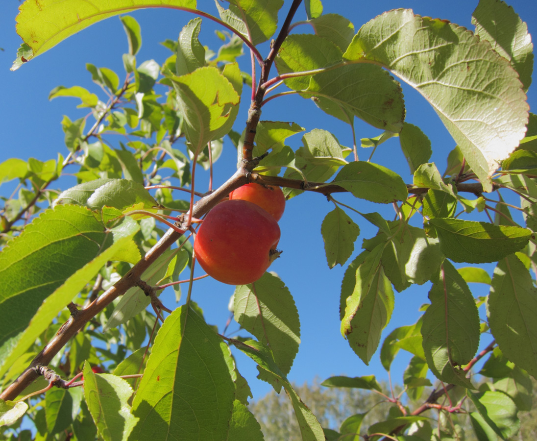 Изображение особи Malus domestica.